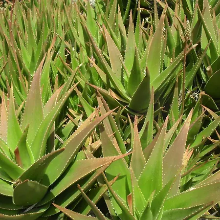 Crosurf Peljesac Kuciste