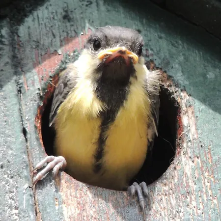 Appartement Crosurf Peljesac *