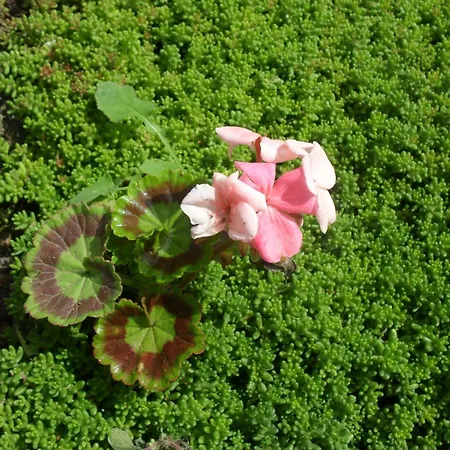 Appartement Crosurf Peljesac Kuciste