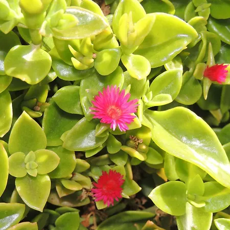 Appartement Crosurf Peljesac Kuciste